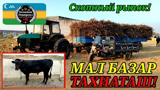 картинка: МАЛ БАЗАР - СКОТНЫЙ РЫНОК #тахиаташ#каракалпакистан#бахалары#цены#бука#сыйыр#бык#корова#телята#сена