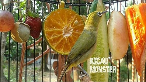 Pleci tanpa nafas