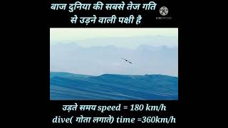 Amazing facts?|The fastest flying bird-Eagle |दुनिया में सबसे तेज गति से उड़ने वाली पक्षी बाज है.