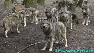 Wölfe / Wolves  ein Film von A. Schnitzler