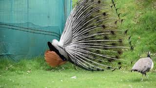 Peacock Feather Dance by Yvonne G Witter 560 views 5 years ago 4 minutes, 30 seconds