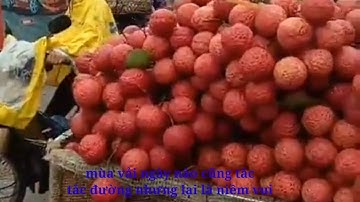 Lục ngạn tắc đường mỗi ngày khi vụ vải ùa về