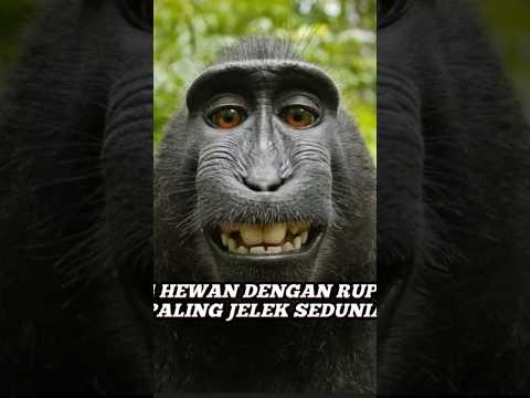 4 Hewan dengan