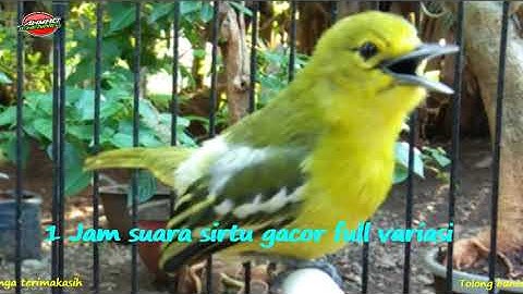 1 Jam Suara SIRTU Gacor MP3 // Pancingan Cipow Cipoh Sirpu Agar Cepat Bunyi