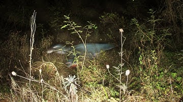 Velociraptor Sighting | VHS Analog Horror | Dinosaur Caught on Camera (Congoraptor)