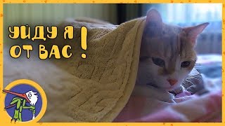 Котик Рыжик обиделся