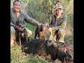Wild Hog Hunting in Texas with Blue Lacy Dogs - Huge Spotted Boar!