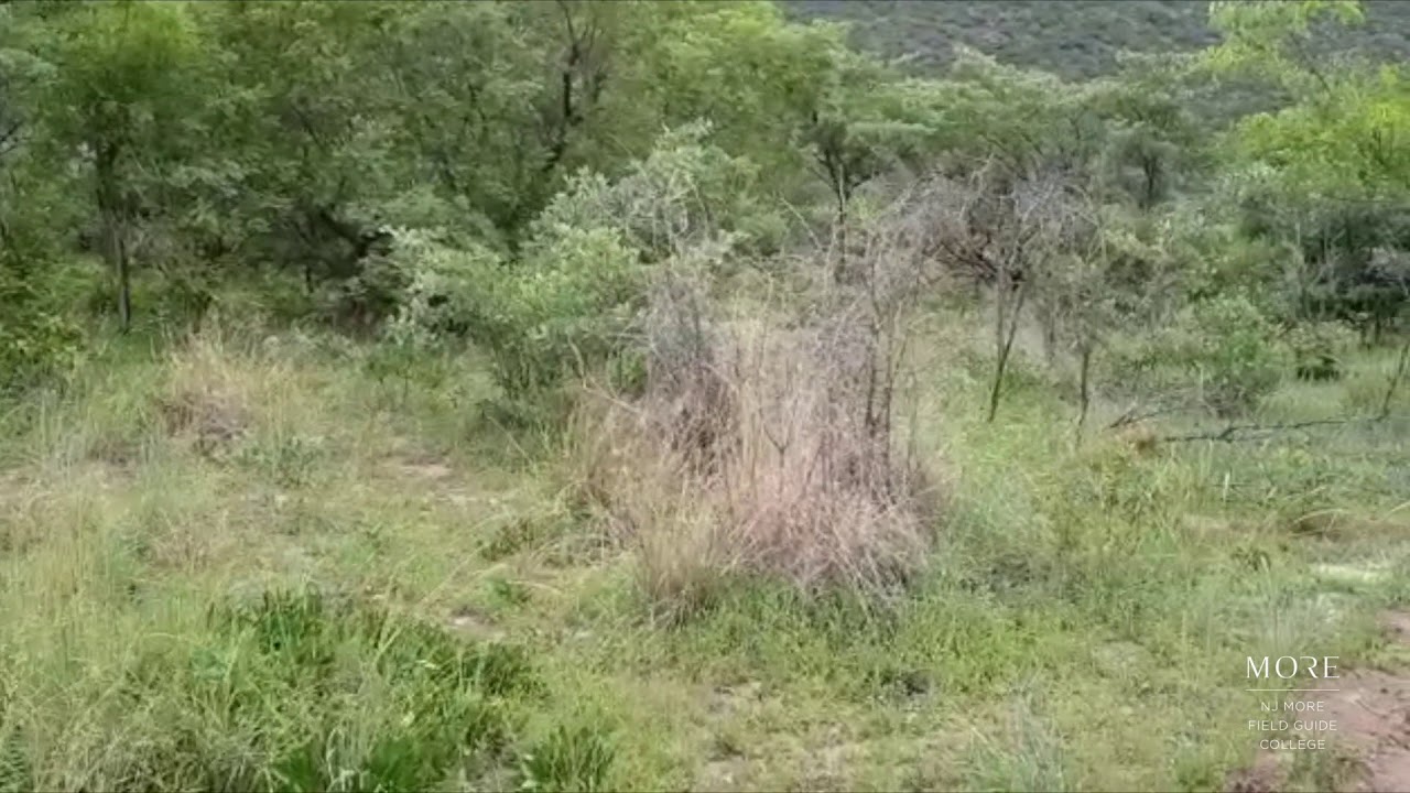 NJ MORE Field Guide College  - An Epic First Sighting For 2020!