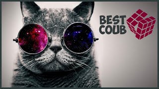 «ОЛДОВЫЙ КОТ» Best Coub - Октябрь 2020