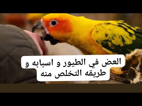 ما سبب العض عند طيور الزينه وطريقة التخلص منها
