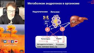 Экспертология | Гиперандрогения в практике гинеколога