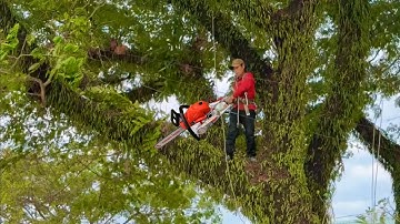 Cưa Cây Cồng Thân Đầy Rông Riêu Tàng Um Tùm Phủ Hết Sân Trường 