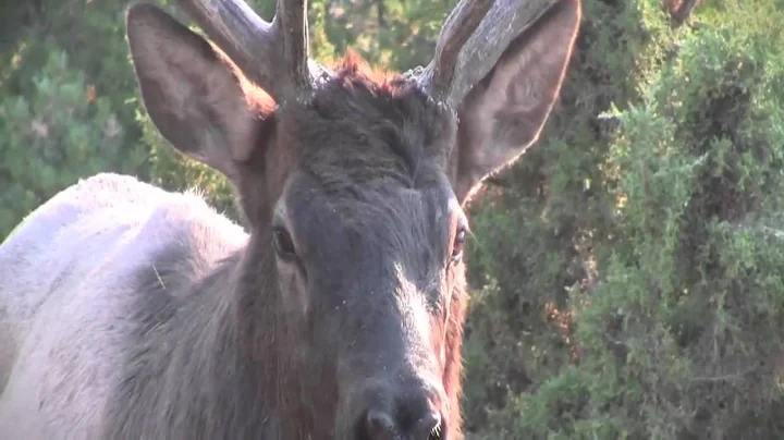 MossBack Bull Busters Volume 1 Trailer