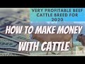 HOW TO MAKE MONEY WITH CATTLE | Very Profitable Beef Cattle Breed For 2020