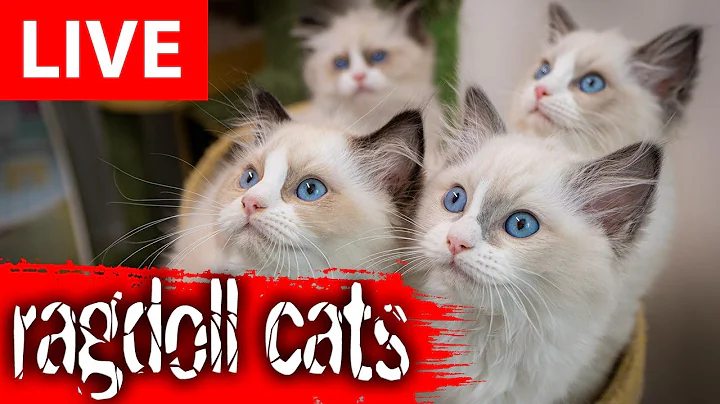 Watch the video about Cute Cats LIVE #cats #kittens #live #ragdolls