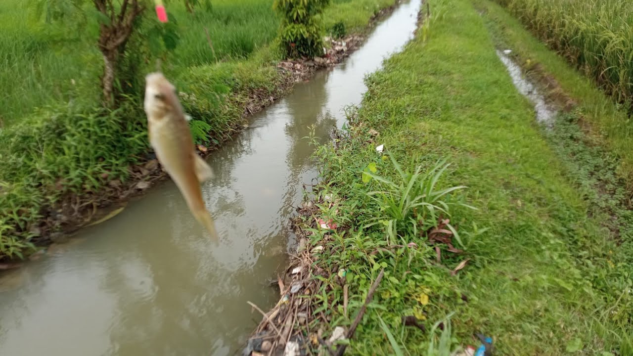 GANASNYA PERLAWANAN IKAN MIKRO 