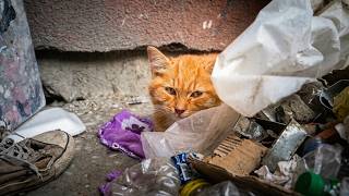 I Found a Sick Kitten Lying in the Garbage...