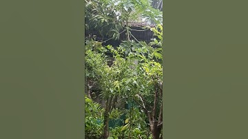 Cảnh mưa quê em #shorsts #mientay #shorsts #bolerodengunghethudambaosekhonghoihan