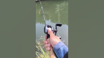 Câu lure với cần UL 1,8m, cảm giác - câu cá lóc chẽm #fishing #fishinglure #shorts