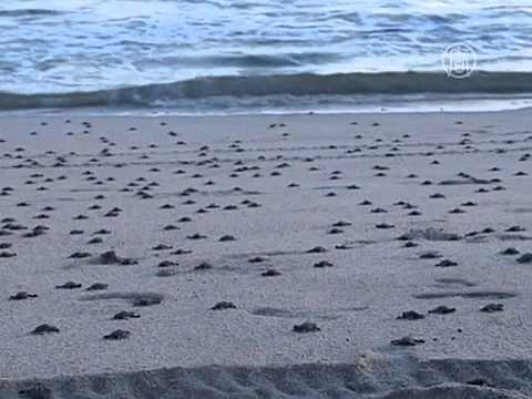 Видео: Где увидеть морских черепах в Карибском море