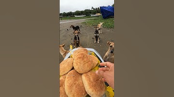 Food for Homeless Dogs: A Small Act of Kindness 🐕🍲
