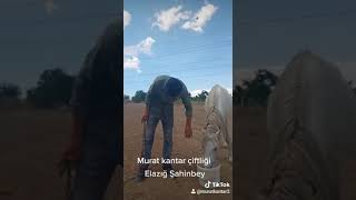 Şahinbey Elazig Kangal Ve Anadolu Boz Çoban Köpeği