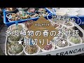 【Vlog114】多肉植物の春のお世話★胴切りレポ★分離手術も！手順徹底解説【多肉の増やし方】