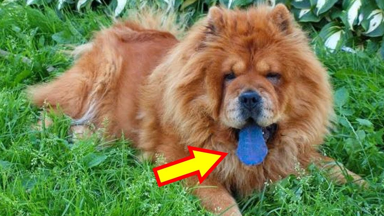 Por que a língua do Chow-chow é azul?