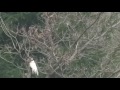 Albino squirrel