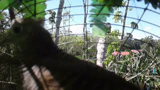 Download Lagu merbuk kg...tapau dua dlm kebun getah@by silatef MP3