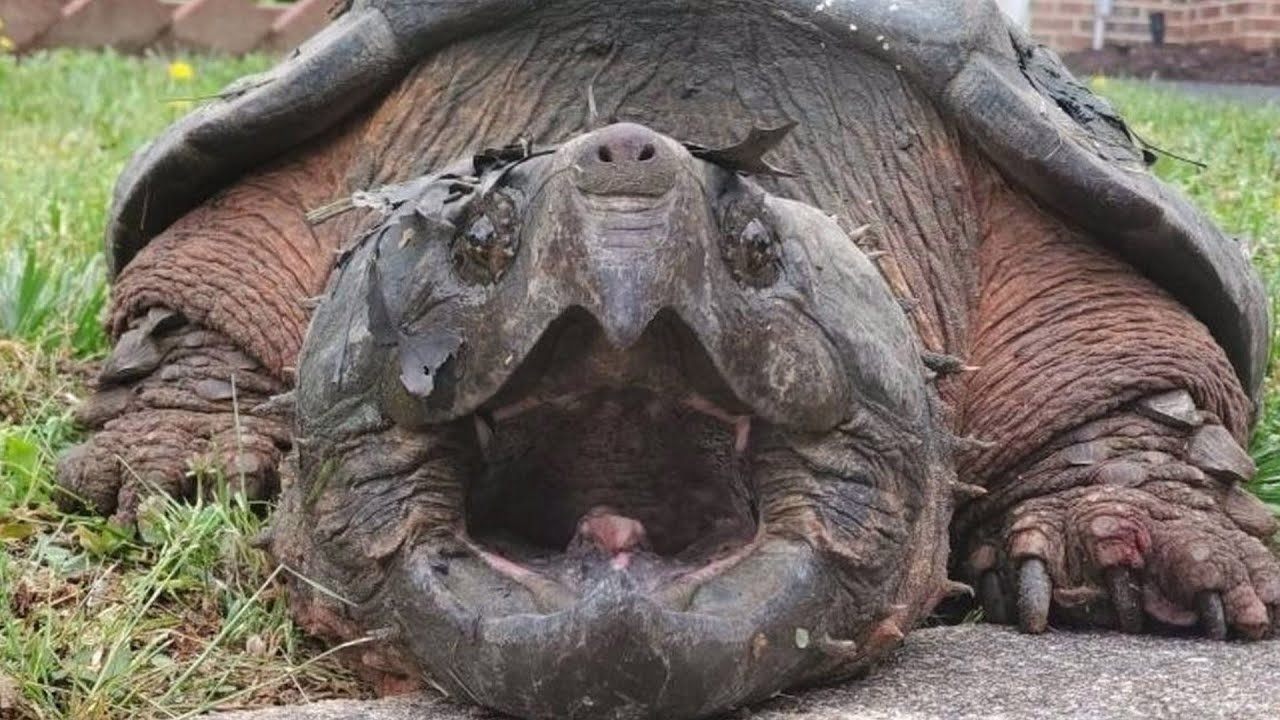 Alligator Snapping Turtle Largest Freshwater Turtle In North America 