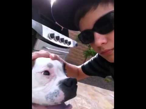 How to pet a dog - YouTube