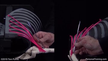 Clip from 4420 Basic UE Muscle Mech - Pecs (See below for full video)