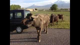 Giresun İli Damızlık Manda Yetiştiricileri Birliği