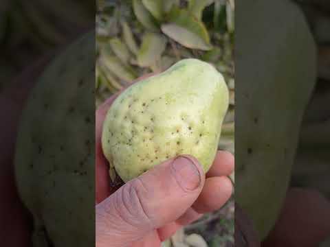 الجوافة وأسباب ظهور الديدان فى الثمار