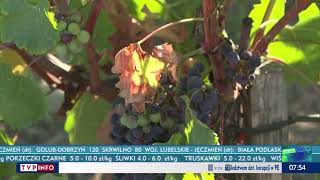 Wielkie Straty We Francuskich Winnicach. Jaka Jest Przyczyna?