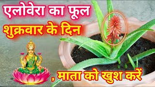 Video Download