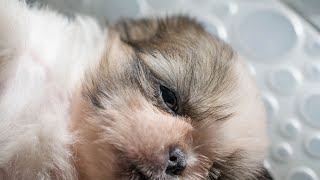 What is the History of Shih Tzus as Companion Dogs