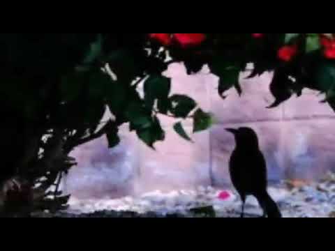 ظلمه أني روحي وتنتظر نظره ظواك