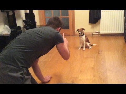 how to a to sit and stay how to your sit stay and wait funnydog tv how to a to sit and stay how to your sit stay and wait funnydog tv