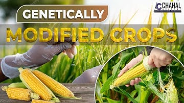 Genetically Modified Crops for IAS/UPSC Civil Services Exam: Environment Simplified