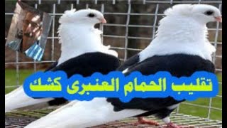 تقليب الحمام العنبرى كشك ..مع أهم المواصفات القياسية الواجب توافرها .