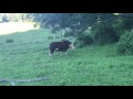 Murray the Bull: dancing bovine