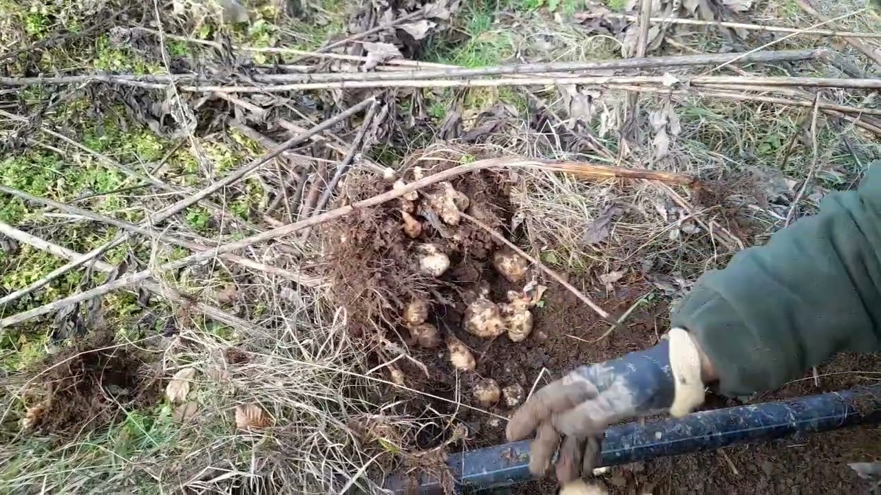 Cel mai productiv tubercul pentru vremuri grele