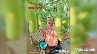 Download lagu lagu jambi.payah nian dak ba induk bapak kini lah tu