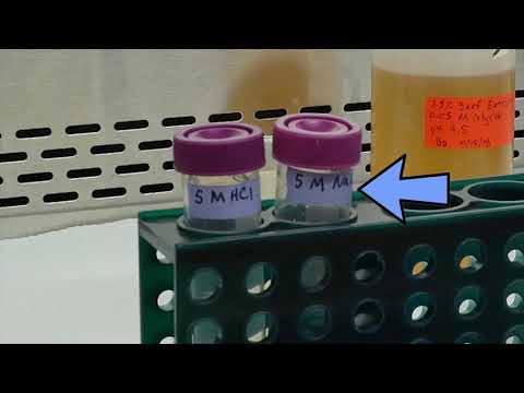 BMFS laboratory protocol