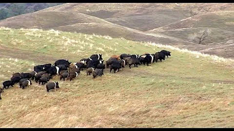 Solving the Feral Hog Problem One Bite at a Time