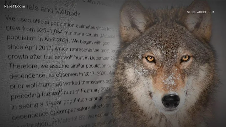 WI's February wolf hunt leaves bigger dent in population than previously anticipated