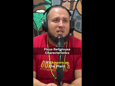 Ficus Religiousa and it's Characteristics