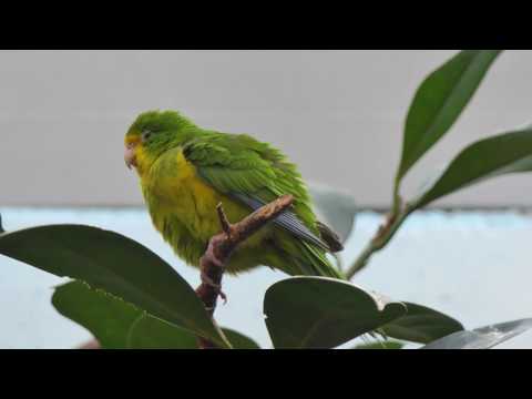 Mountain Parakeet